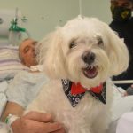 Paciente recebe visita de cachorro de estimação no Centro Hospitalar Municipal de Santo André