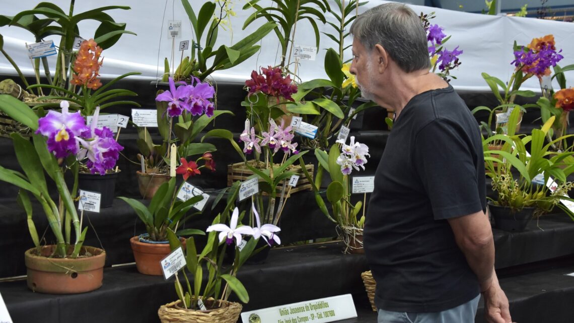 Festival de Flores de Santo André chega à 50ª edição neste fim de semana