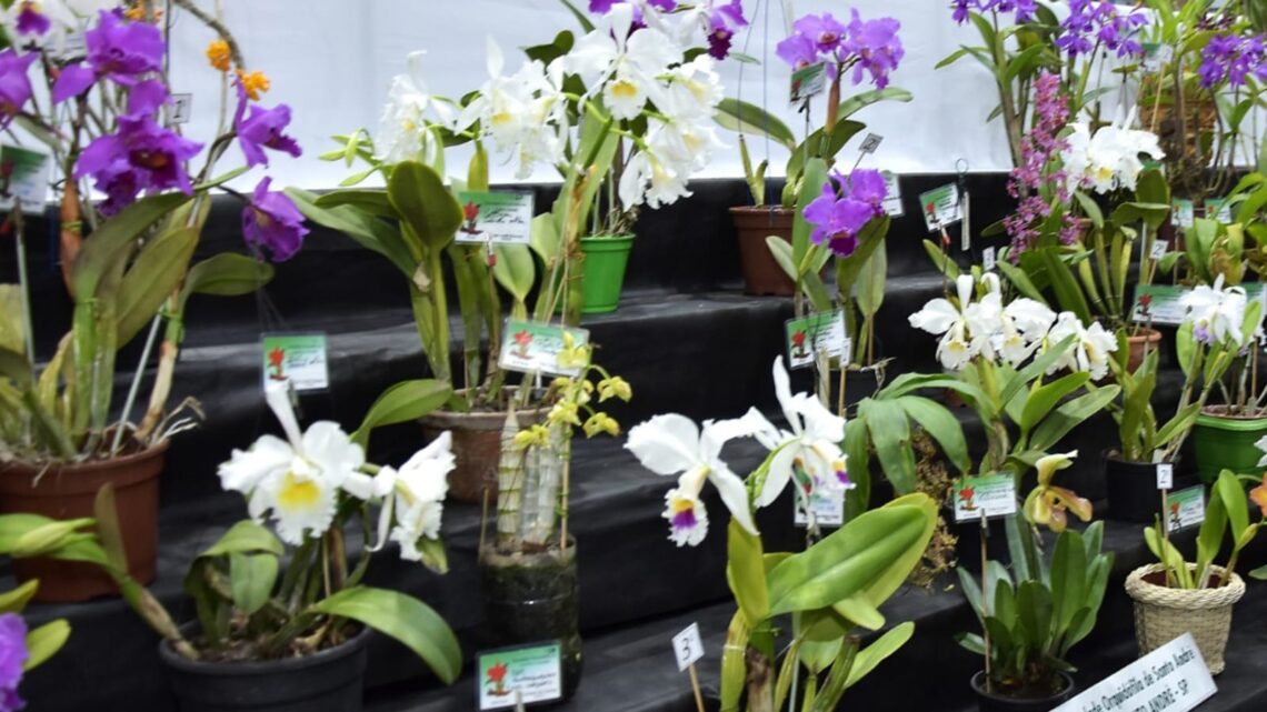 Exposição leva orquídeas ao Cine Theatro Carlos Gomes de sexta a domingo