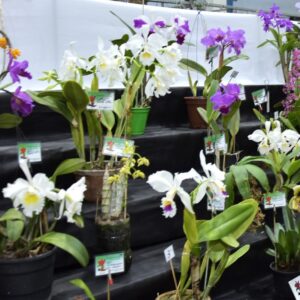 Orquídeas - Foto - Helber Aggio_PSA (2)
