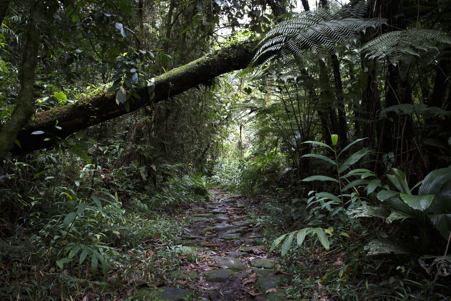 Turismo Ecológico – Trilhas Na Mata Atlântica – Turismo Santo André